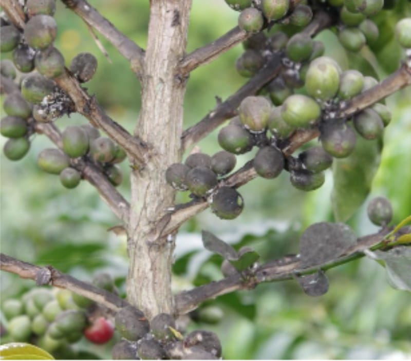 Pengendali OPT Kopi